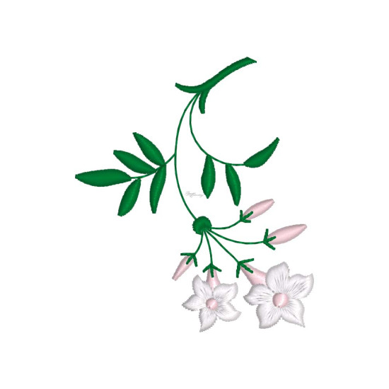 Graceful Jasmines 1