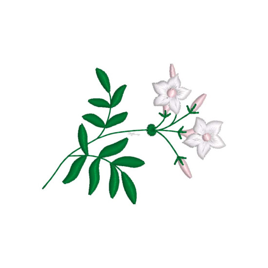 Graceful Jasmines 1