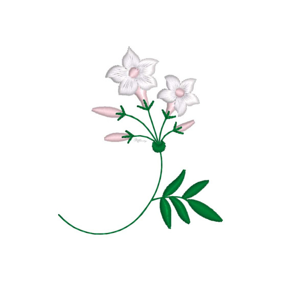 Graceful Jasmines 1