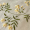 Graceful Jasmines 2