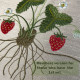 The Strawberries and Cream Collection MEMBERS  