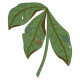 GFE-WJW-1-2