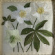 Botanical machine embroidery: hellebores, green leaves, red berries