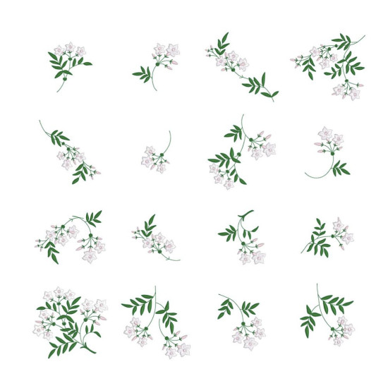 Graceful Jasmines 1