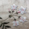 Graceful Jasmines 1