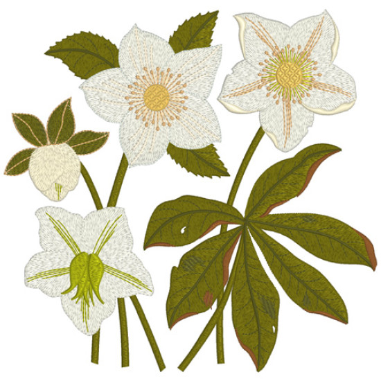 hellebore botanical embroidery designs